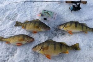 5 Ice Fishing for Perch Tips to Fill a Bucket Tailored Tackle