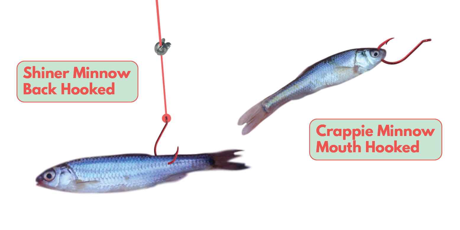 How to bait a Minnow Front Back Shiner Crappie Tailored Tackle