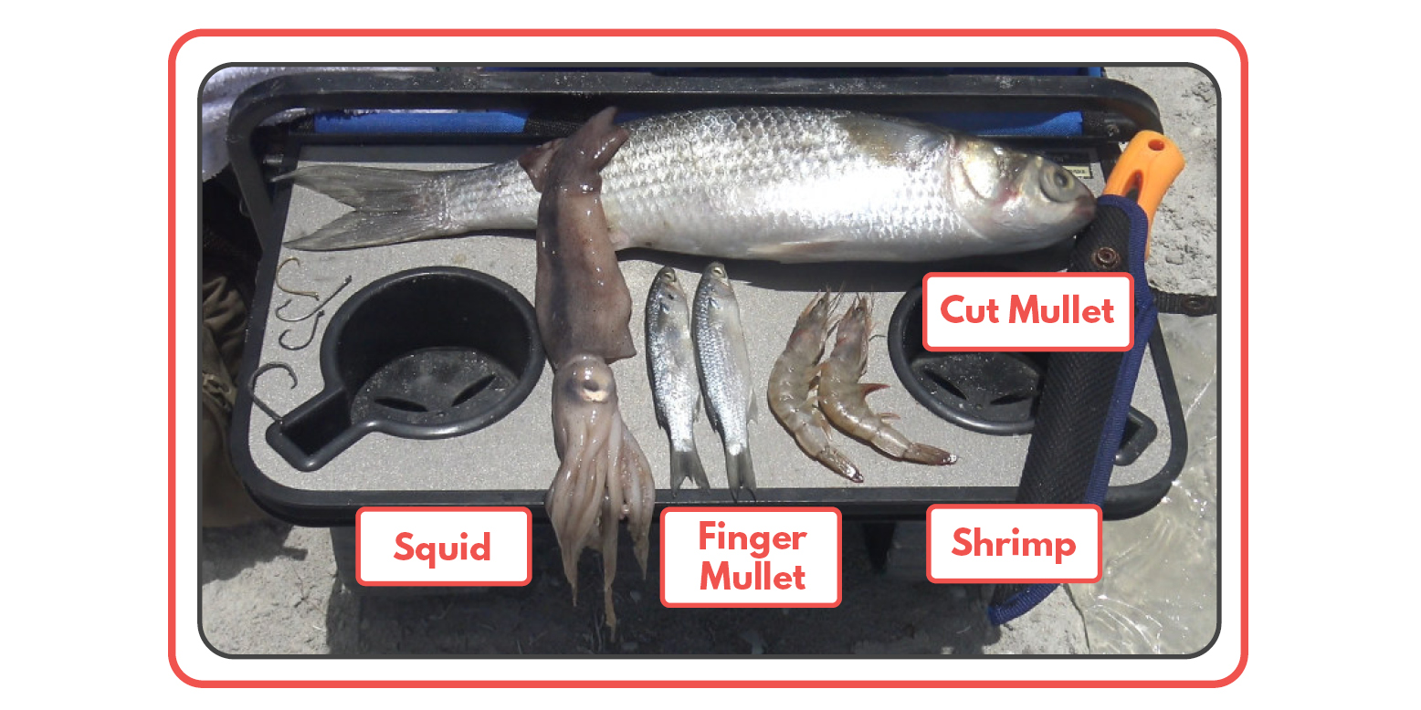 Saltwater Bait Mullet Shrimp Squid Tailored Tackle 1