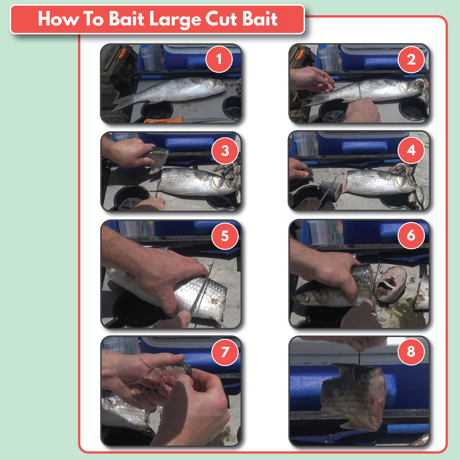 How to Rig Shark Bait Cut Bait Mullet Surf Fishing Tailored Tackle
