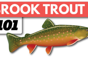 Brook Trout Fishing Beginners Guide on Spinning Gear Tailored Tackle