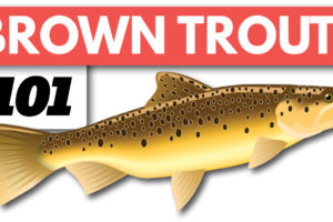 Brown Trout Fishing Beginners Guide on Spinning Gear Tailored Tackle