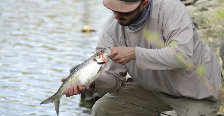 how-to-fish-for-shad-american-hickory-shad-fishing-during-the-spawn-2