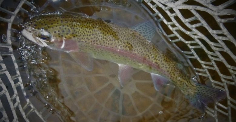 Trout Fishing 101 The Best Time to Fish for Trout